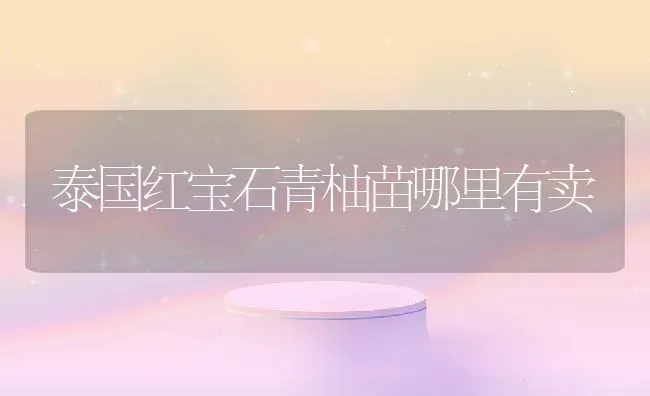 泰国红宝石青柚苗哪里有卖 | 养殖资讯
