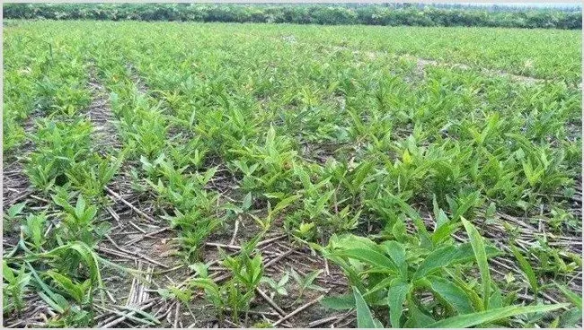 半夏种植效益分析 | 热门养殖项目
