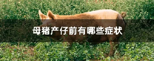 母猪产仔前有哪些症状