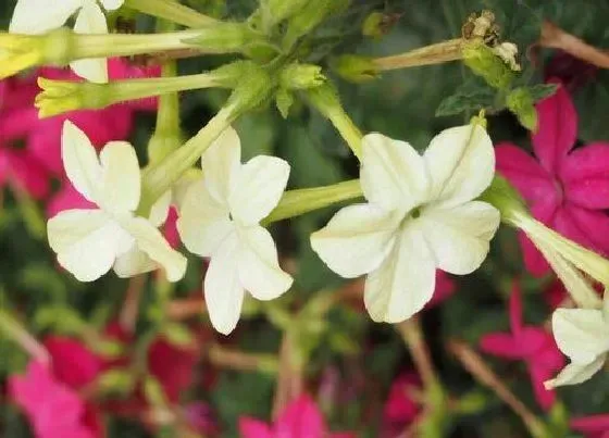 养花|广东夏天适合种什么花 广东地区天气适合种植的花卉