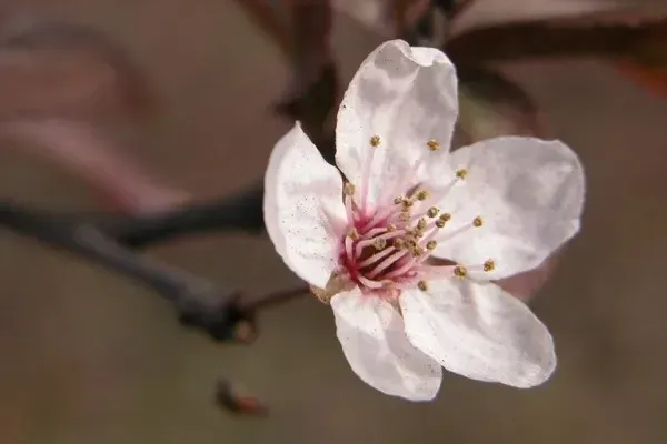 梅花如何剪枝？梅花怎么剪枝