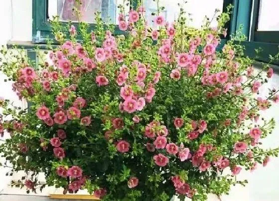 养花|广东夏天适合种什么花 广东地区天气适合种植的花卉