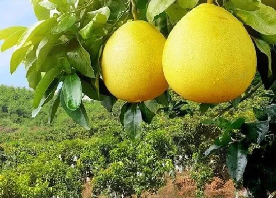种植前景|种植柚子赚钱吗 一亩柚子多少利润