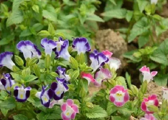 养花|广东夏天适合种什么花 广东地区天气适合种植的花卉