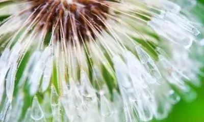 蒲公英胶囊的功效与作用