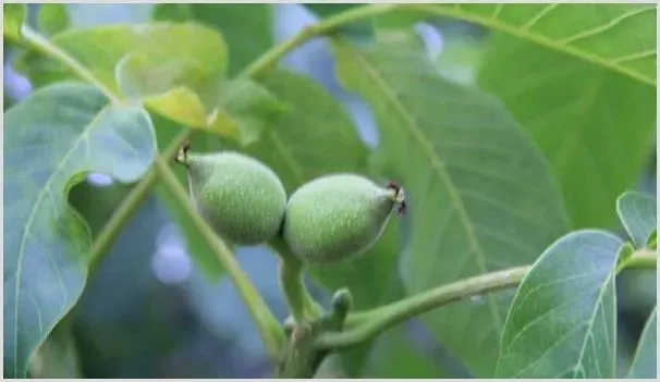 核桃如何种植？有哪些经济价值？（附种植前景分析） | 养殖赚钱项目