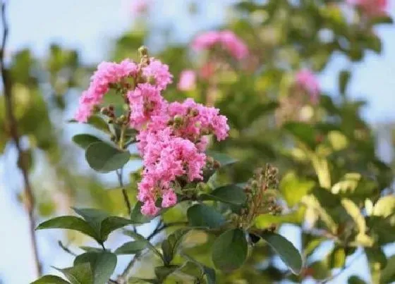 养花|广东夏天适合种什么花 广东地区天气适合种植的花卉