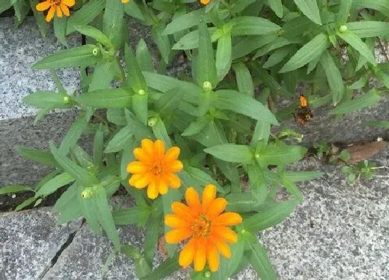 种植前景|皇菊种植条件 适合什么地方种植