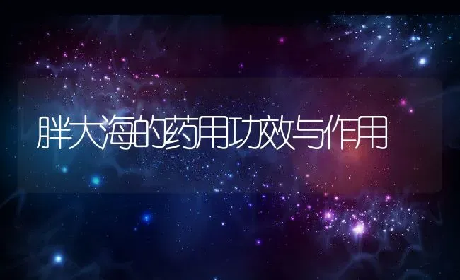 胖大海的药用功效与作用 | 养殖资料投稿