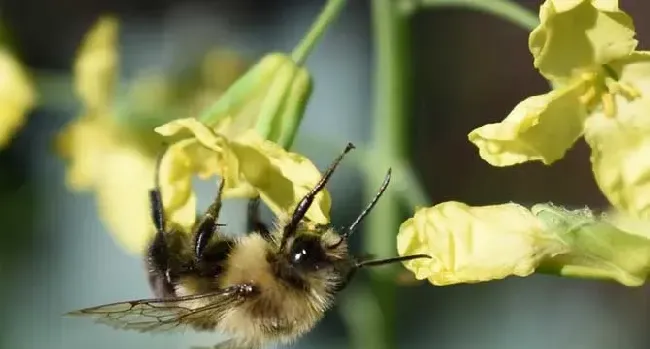 蜂毒会在体内滞留多久