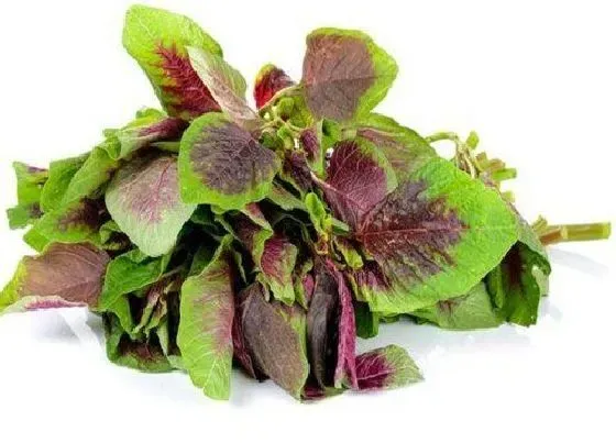 蔬菜|米茜是什么菜