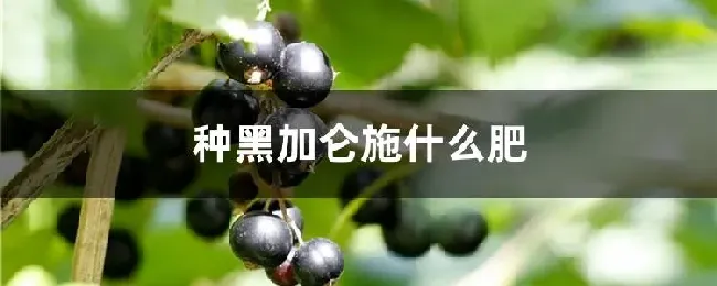 种黑加仑施什么肥