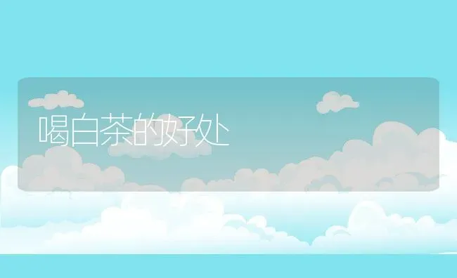 喝白茶的好处 | 养殖资料投稿