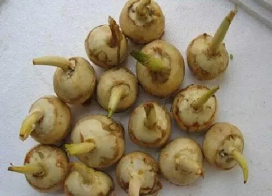 蔬菜|广西蔬菜品种图片 广西特色蔬菜种类大全