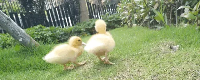 种鸭养殖技术