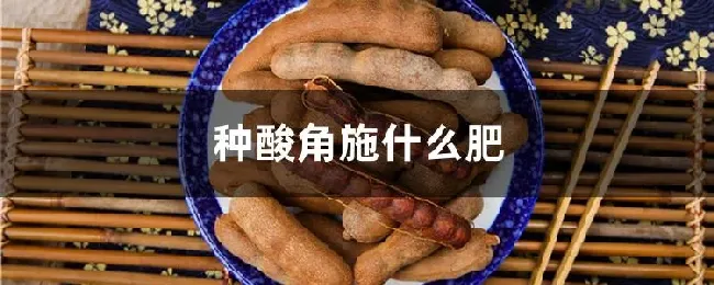 种酸角施什么肥