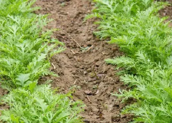 蔬菜|苦菊和雪里红是一种菜吗