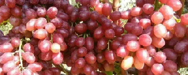 克瑞森和克伦生区别附克瑞森葡萄种植技术