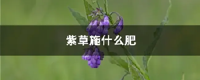 紫草施什么肥