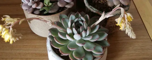 怎么种多肉植物