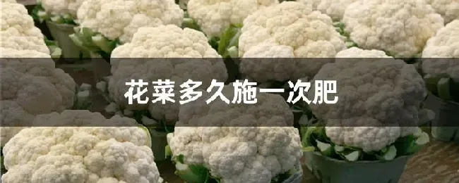 花菜多久施一次肥