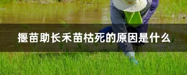 揠苗助长禾苗枯死的原因是什么