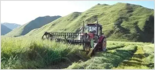 未来种粮不挣钱，种草却能赚翻天！ | 农业养殖资讯