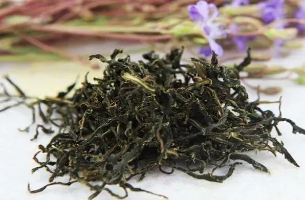 苦菜茶的功效与作用及禁忌症