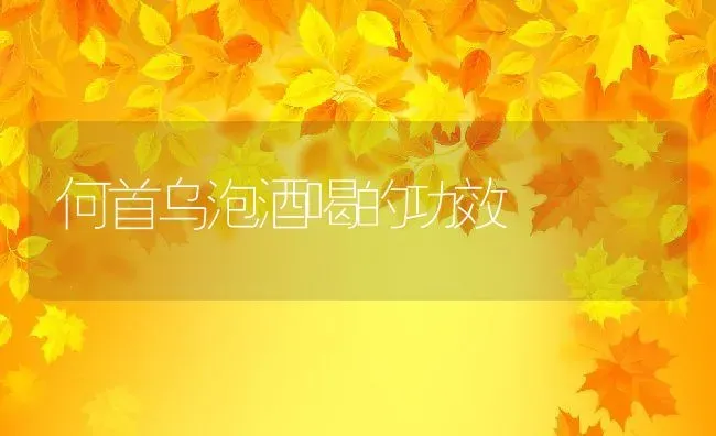 何首乌泡酒喝的功效 | 养殖资料投稿