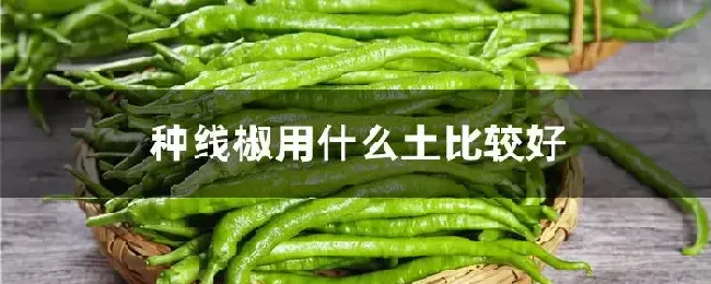 种线椒用什么土比较好