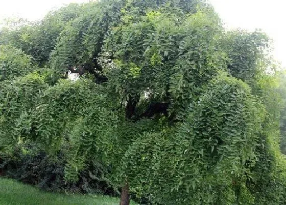 树木|阴面院子适合种什么树 四大适合庭院阴面栽种的树木