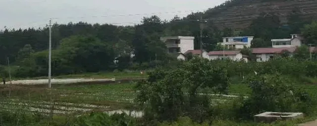 夏天适合种什么菜