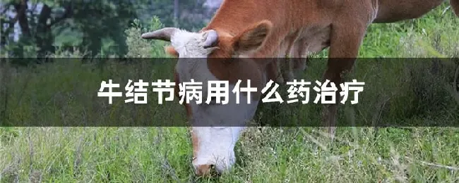 牛结节病用什么药治疗