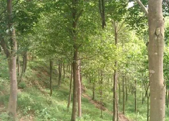 种植前景|沉香树种植条件 种植环境与气候要求