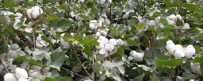 棉花什么时候开花？