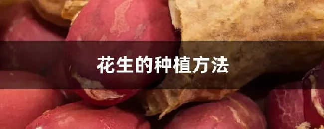 花生的种植方法