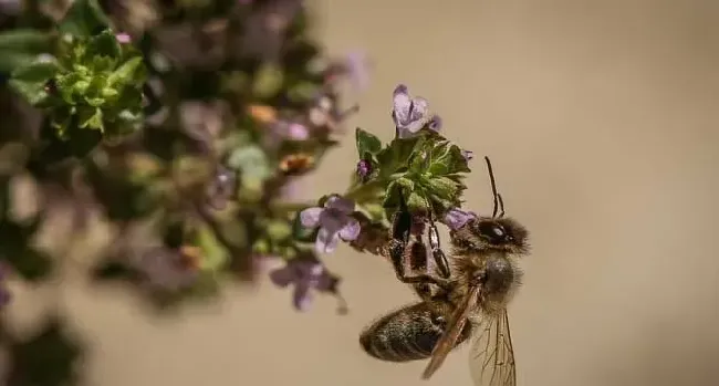 蜂类是怎么划分种类的？