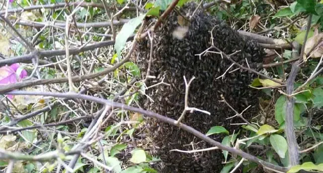 野生蜜蜂怎样抓回家养