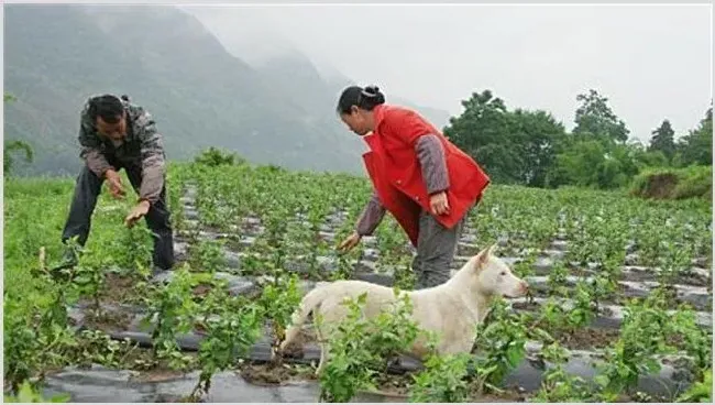 天麻种植效益 | 养殖项目前景