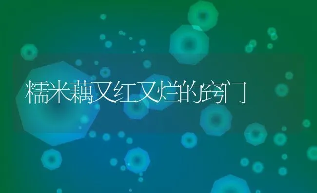 糯米藕又红又烂的窍门 | 养殖资料投稿