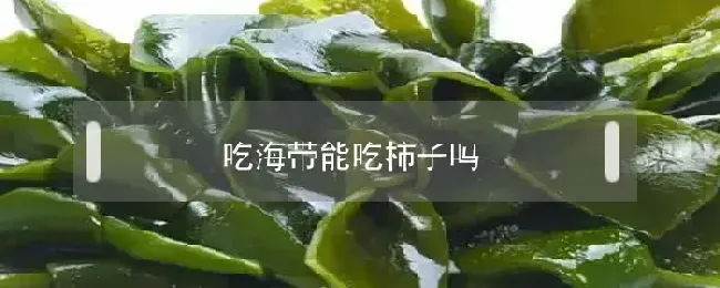 吃海带能吃柿子吗