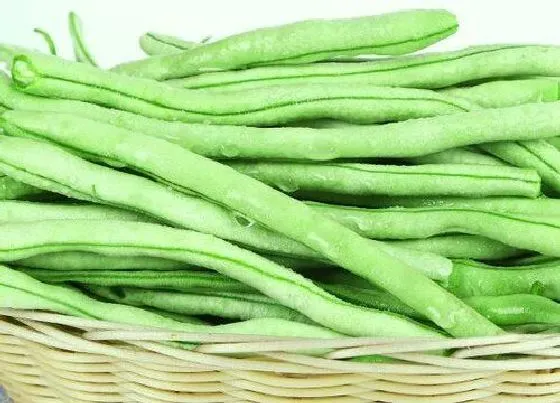 蔬菜|豆角是什么菜