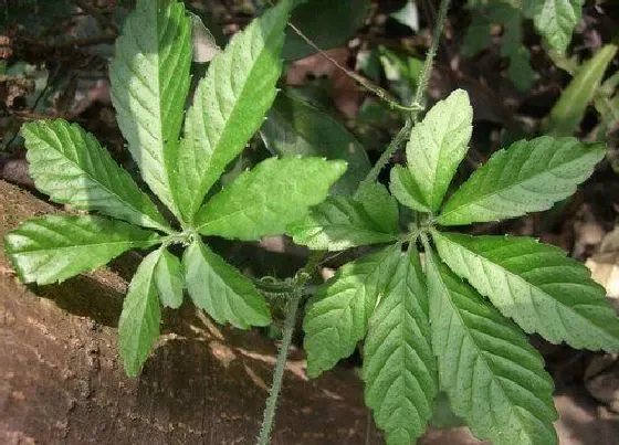 种植前景|绞股蓝年亩产量多少斤 亩产量及效益