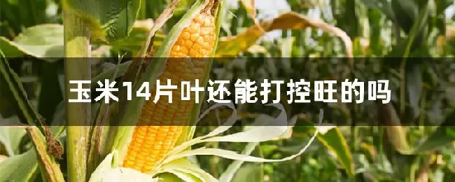 玉米14片叶还能打控旺的吗