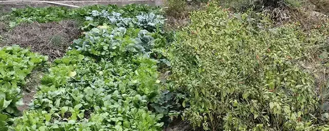 夏天适合种什么菜