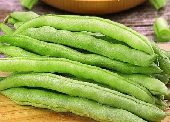 蔬菜|豆角是什么菜