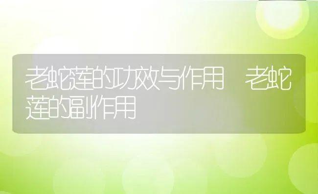 老蛇莲的功效与作用 老蛇莲的副作用 | 养殖资料投稿