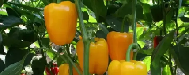 甜椒盆栽的养殖方法怎样管理