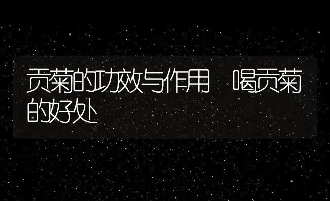 贡菊的功效与作用 喝贡菊的好处 | 养殖资料投稿