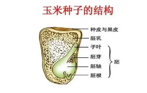 菜豆种子和玉米种子结构图 （菜豆种子和玉米种子不同点）